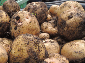 ジャガイモ